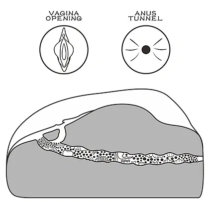 Lovetoy Streetgirls 1 — Masturbator Compact, Realist, TPE