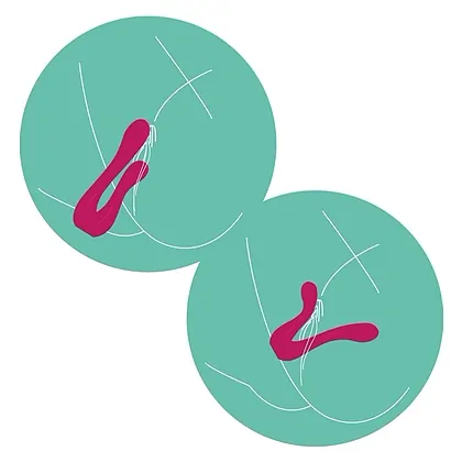 Sync Sensation Vibrator Fuchsia _